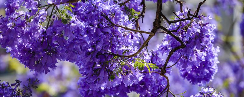 蓝花楹花期是什么时候，在每年的5月份到6月份