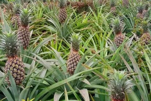 菠萝从种植到结果所需时间，经过3-4年左右才能开花结实