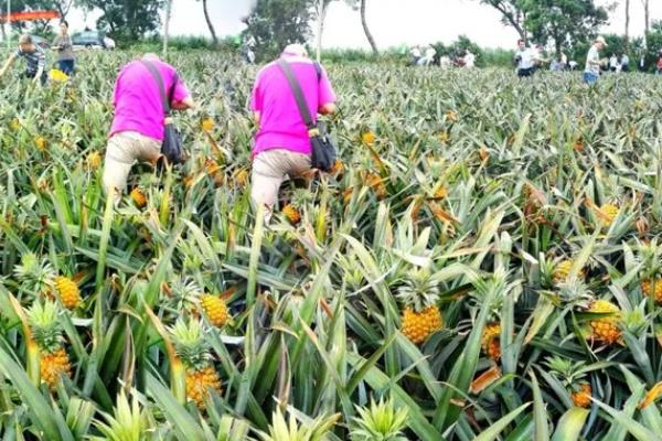 菠萝从种植到结果所需时间，经过3-4年左右才能开花结实