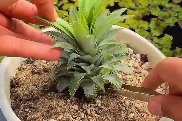 菠萝从种植到结果所需时间，经过3-4年左右才能开花结实