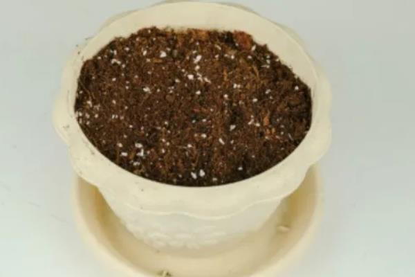 菠萝从种植到结果所需时间，经过3-4年左右才能开花结实