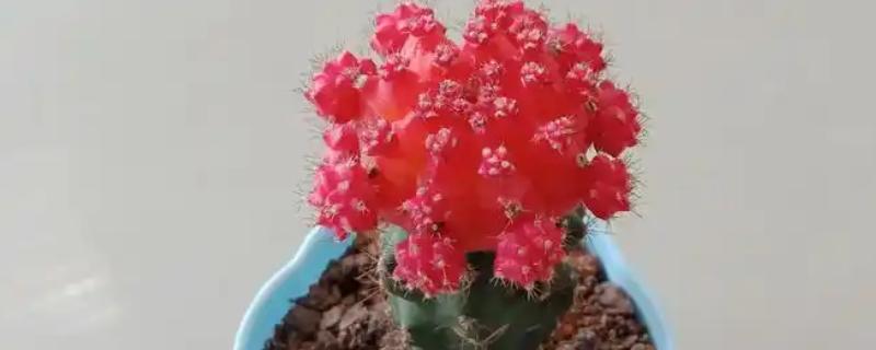 绯牡丹的嫁接方法，把砧木的顶部削平再插入接穗