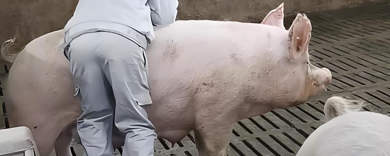 母猪配种成功后有什么变化，具有性情温顺、行动稳重、腹部变大等表现