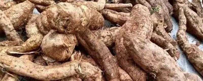 野葛和普通葛根的区别，主要是产地不同