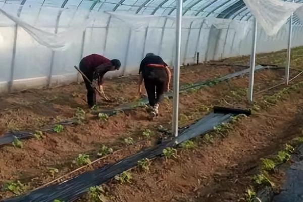 一棵冬瓜要留多少个瓜，根据生长情况留1到5个瓜苗