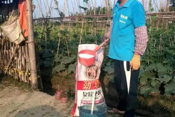 一棵冬瓜要留多少个瓜，根据生长情况留1到5个瓜苗