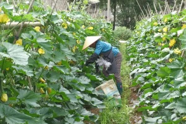 一棵冬瓜要留多少个瓜，根据生长情况留1到5个瓜苗