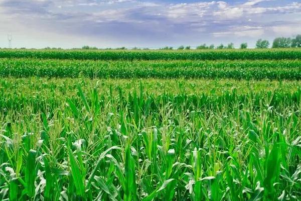 申科甜糯99玉米种子介绍，种植密度每亩3500株