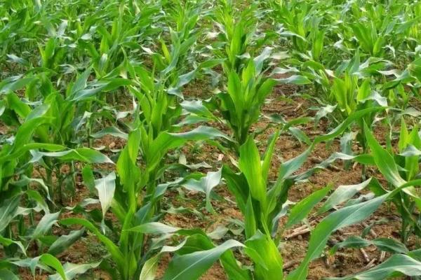 敦玉209玉米品种的特性，种植密度每亩4500株