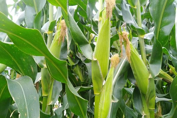 显丰2302玉米种子特点，4月20日—5月5日播种