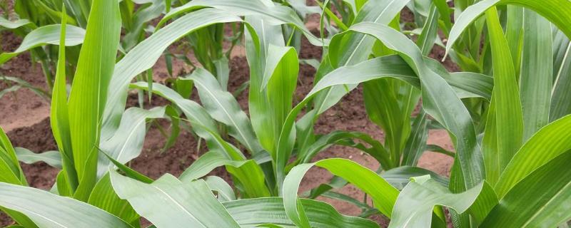 DC2800玉米种子简介，注意前期防治地下害虫
