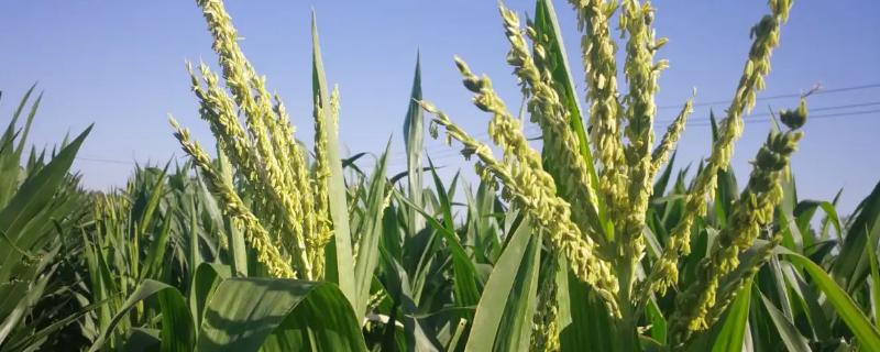 甘鑫2222玉米品种简介，基肥应每亩施80千克
