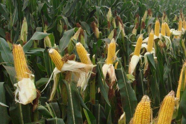 A2115玉米种子特点，种植密度每亩4500株