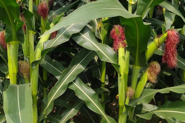 申科甜811玉米品种的特性,种植密度每亩3500株