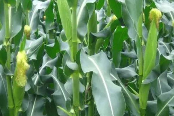 申科甜糯99玉米种子介绍，种植密度每亩3500株