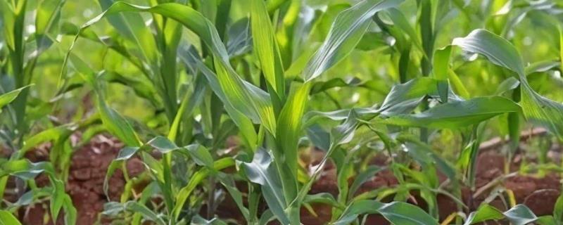 陇单932玉米品种的特性，出苗至成熟139天