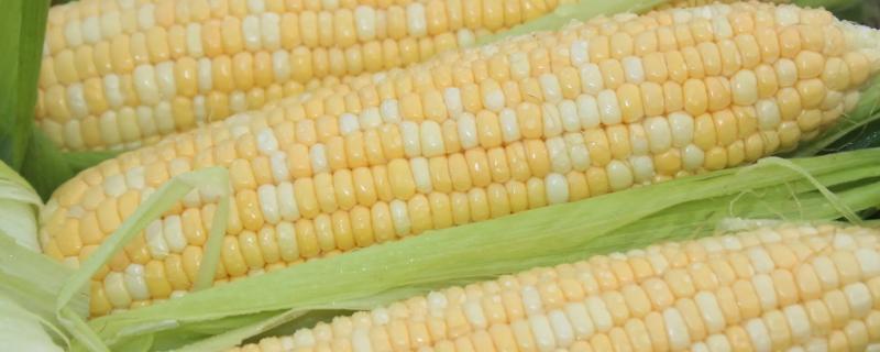 庆科糯265玉米品种简介，注意防治玉米螟及蚜虫危害
