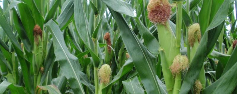 东方007玉米品种的特性，4月上旬播种