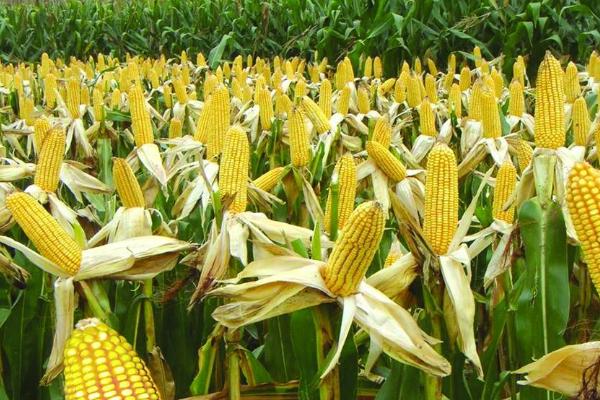 甘鑫2222玉米品种简介，基肥应每亩施80千克