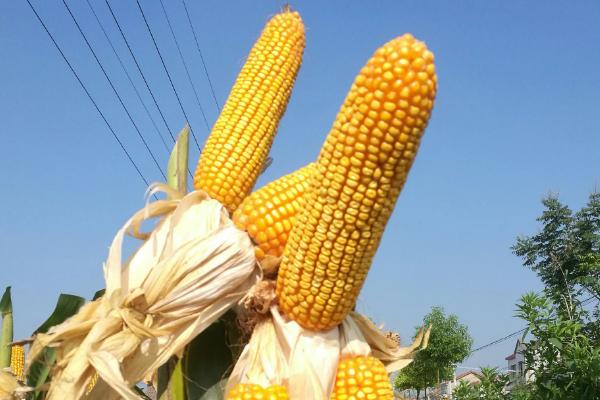 A2115玉米种子特点，种植密度每亩4500株
