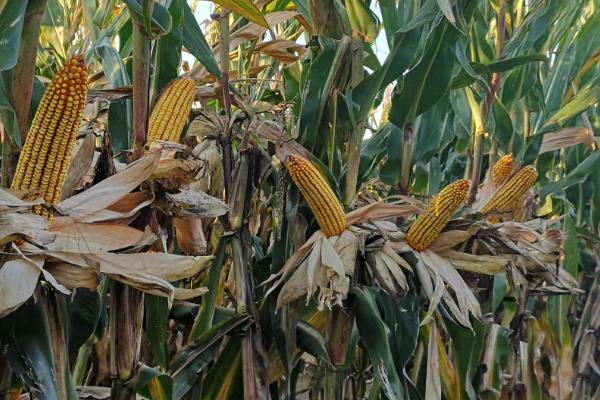 申科甜糯99玉米种子介绍，种植密度每亩3500株