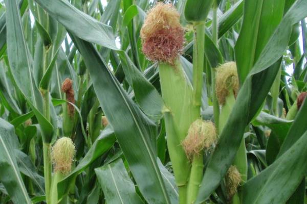 显丰2302玉米种子特点，4月20日—5月5日播种