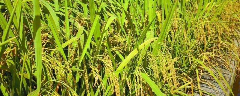 南泰优金丝苗水稻品种的特性，注意防治白叶枯病