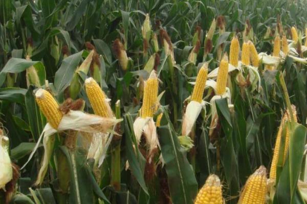 金苹果66玉米种子特征特性,种植密度每亩4500株