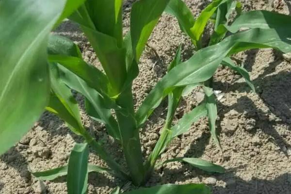 DC2800玉米种子简介，注意前期防治地下害虫