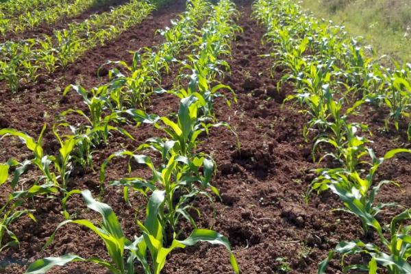 丝甜29玉米种子简介，4月中旬—5月上旬播种