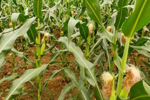 吉丰158玉米种子介绍，注意防治玉米螟