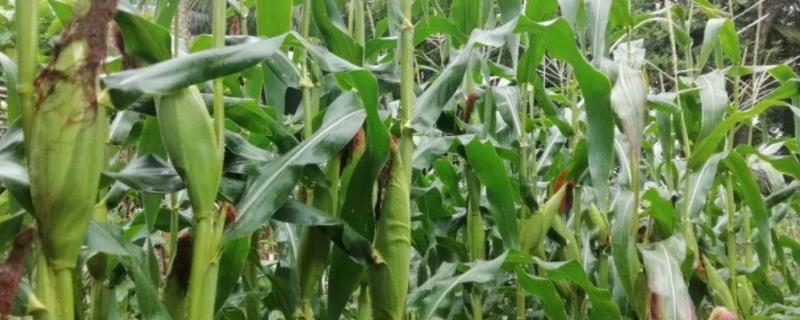 A2115玉米种子特点，种植密度每亩4500株