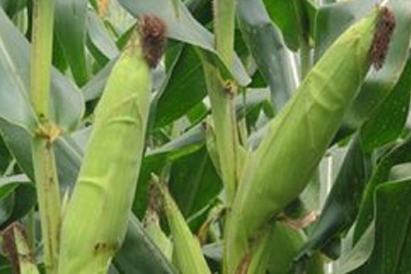 玄育518玉米种子介绍，中抗腐霉茎腐病