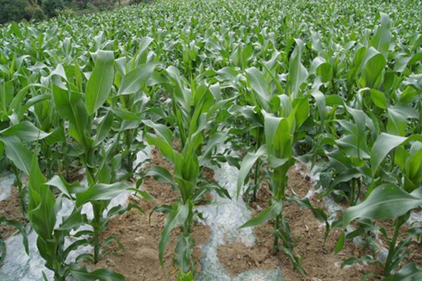 广甜194玉米品种的特性，秋植生育期73天