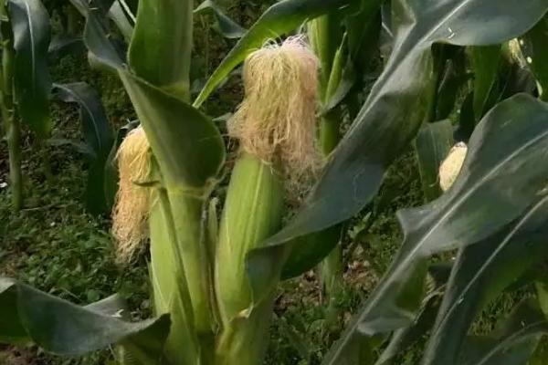 珍甜39号玉米品种简介，春植生育期83天