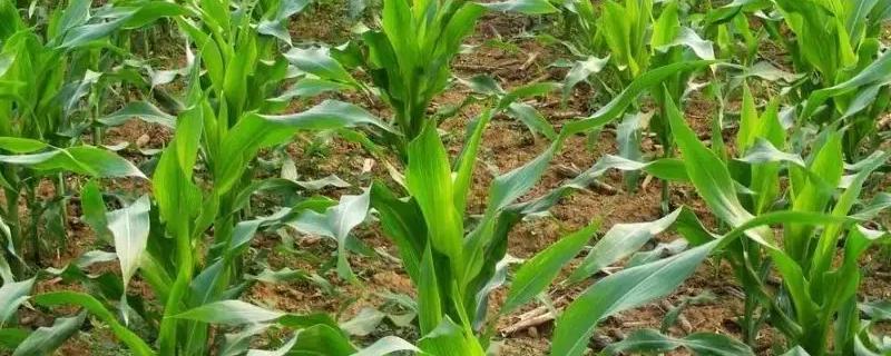 陇单833玉米品种的特性，出苗至成熟140天