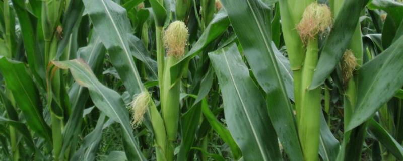 显丰2302玉米种子特点，4月20日—5月5日播种