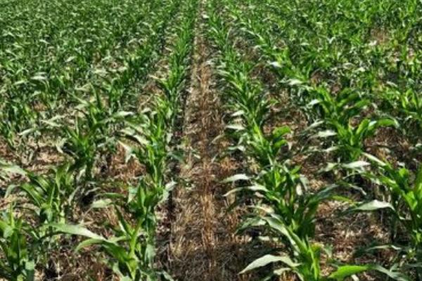 玄育129玉米种子特征特性，基肥应每亩施20千克