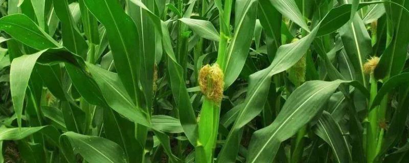 亚盛1126玉米品种简介，4月中上旬播种