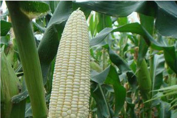 显丰2302玉米种子特点，4月20日—5月5日播种