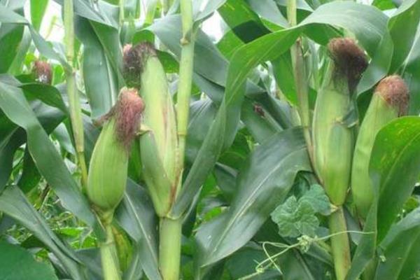 粤白甜糯132玉米种子特征特性，田间表现高抗纹枯病和茎腐病