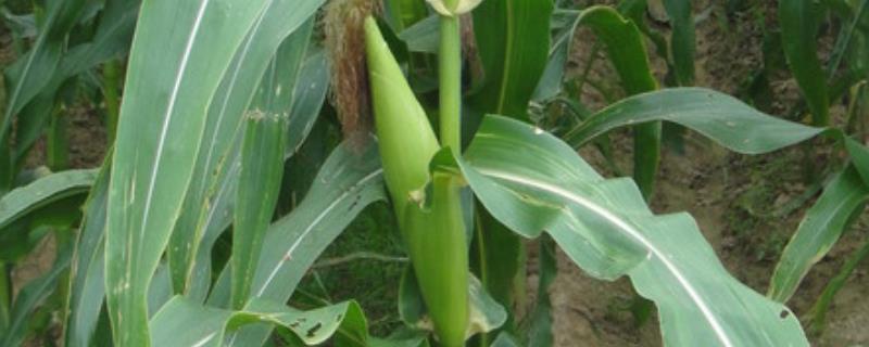 珍甜39号玉米品种简介，春植生育期83天
