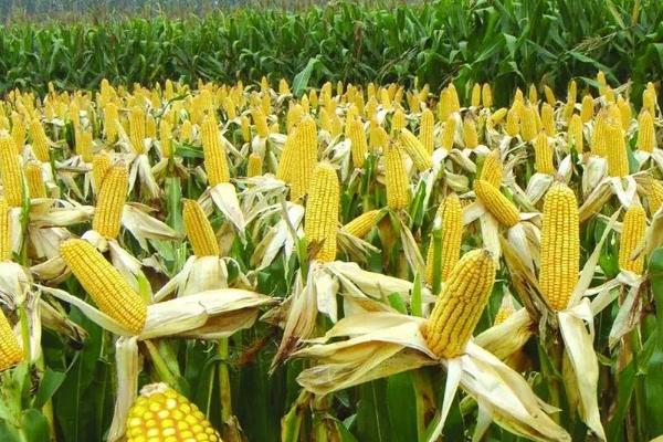 人单8号玉米种子特征特性，平均生育期131天