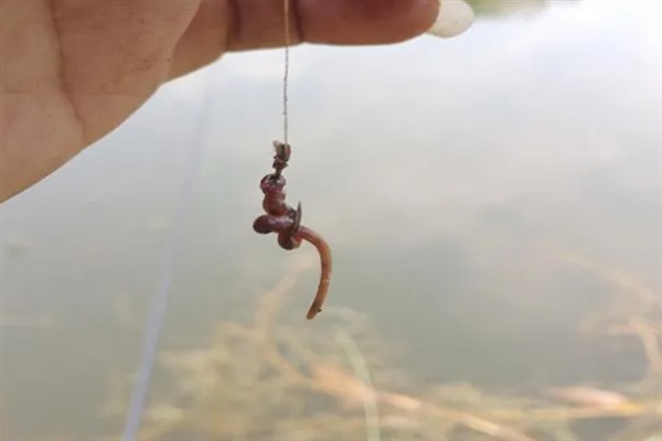 6H鱼竿是否适合钓鲫鱼，硬度可能偏大容易拉豁鱼唇