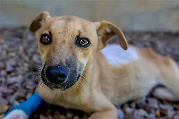 狗狗为什么发抖，一般是着凉、受惊、感到疼痛等因素所致