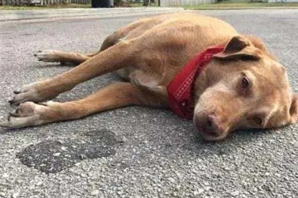 狗狗为什么发抖，一般是着凉、受惊、感到疼痛等因素所致