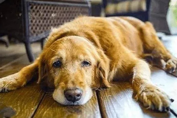 狗狗为什么发抖，一般是着凉、受惊、感到疼痛等因素所致