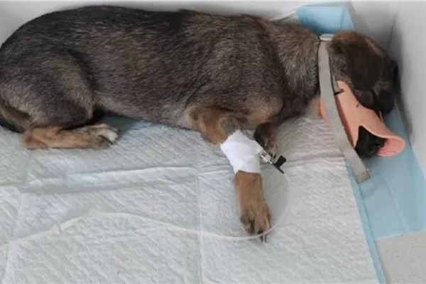 狗狗为什么发抖，一般是着凉、受惊、感到疼痛等因素所致