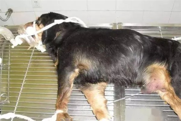 狗狗为什么发抖，一般是着凉、受惊、感到疼痛等因素所致