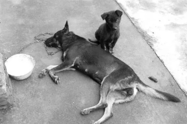 狗狗为什么发抖，一般是着凉、受惊、感到疼痛等因素所致